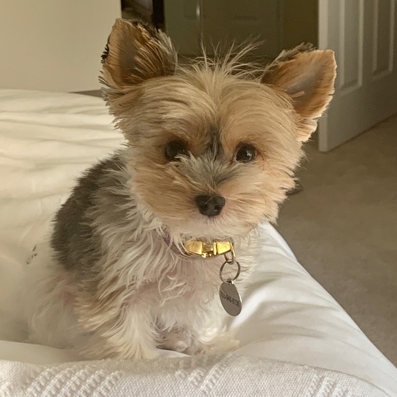 Meet your Posher, Susan - Picture 3 of 4